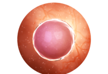 1. týden těhotenství: příprava těla na oplodnění