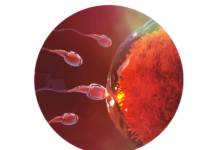 2. týden těhotenství: ovulace a oplodnění