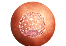 3. týden těhotenství: oplození a splynutí pohlavních buněk