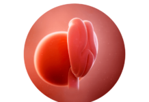 4. týden těhotenství: začátek vývoje tělesných orgánů