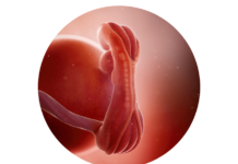 5. týden těhotenství: miminku začíná tlouct srdíčko