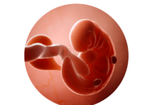 6. týden těhotenství: první vyšetření a slyšitelný tlukot srdce