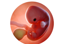 7. týden těhotenství: formování horních a dolních končetin