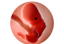 8. týden těhotenství: vývoj orgánů a končetin