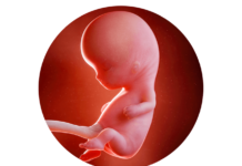 10. týden těhotenství: většina orgánů už plní svou funkci