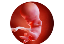 11. týden těhotenství: miminko je v děloze aktivní