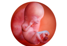 12. týden těhotenství: miminko se může usmívat a zívat