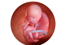 13. týden těhotenství: testování vrozených vad plodu