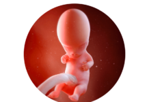 9. týden těhotenství: miminko se začíná v bříšku pohybovat