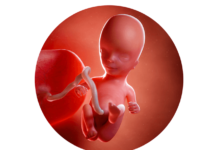 14. týden těhotenství: začátek druhého trimestru