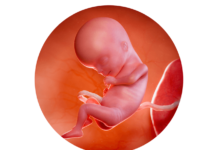 15. týden těhotenství: určování pohlaví dítěte