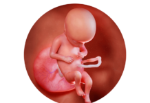 17. týden těhotenství: miminko reaguje na vnější podněty