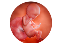 19. týden těhotenství: na kůži plodu se tvoří ochranný mázek