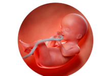 20. týden těhotenství: maminka cítí první pohyby plodu