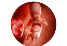 21. týden těhotenství: velké screeningové vyšetření