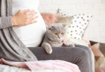 Kočky problém nejsou. Toxoplazmózou se těhotné ženy nakazí spíše skrze potraviny