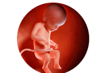 22. týden těhotenství: oční duhovka se začíná zbarvovat