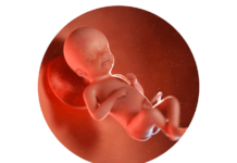 23. týden těhotenství: miminko umí rozlišit váš hlas