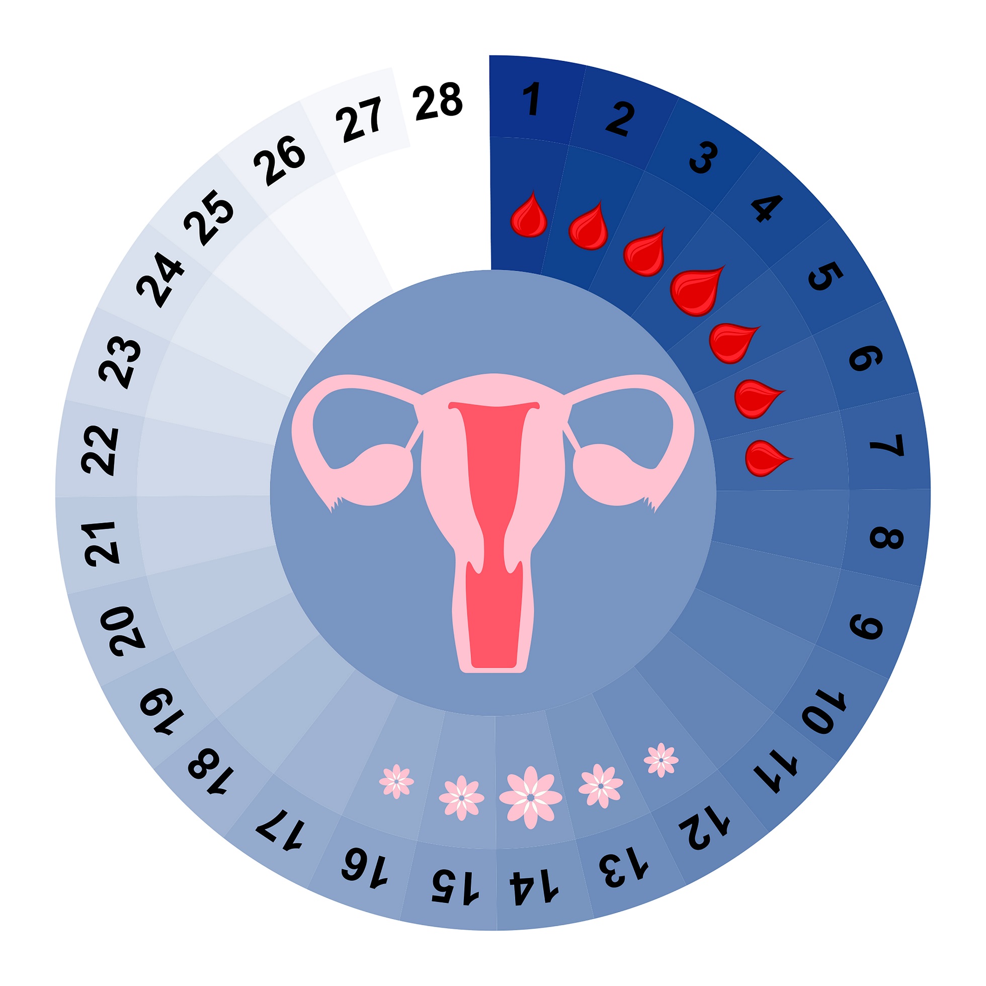 menstruacni kalendar_cyklus