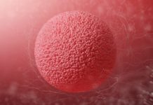 Ovulace obvykle přichází v polovině menstruačního cyklu. Jak poznat, kdy nastane? kdy je ovulace