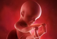 25. týden těhotenství: miminko vnímá vůně 25. týden těhotenství