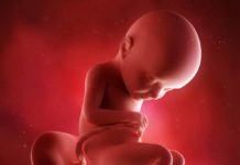 32. týden těhotenství: miminko lépe zvládá regulovat svoji tělesnou teplotu 32. týden těhotenství