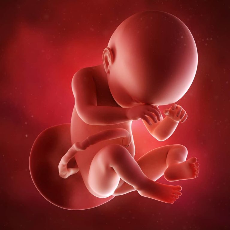 38. týden těhotenství: důležité orgány dítěte plně dozrály