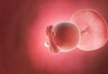 5. týden těhotenství: základy orgánů jsou na svém místě 5-tyden-tehotenstvi