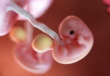 7. týden těhotenství: začínají se vyvíjet končetiny miminka 7-tyden-tehotenstvi