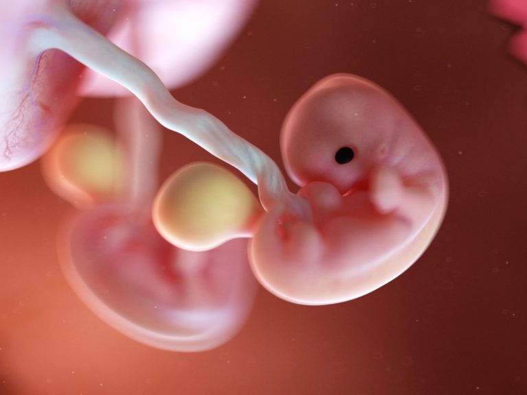 7. týden těhotenství: začínají se vyvíjet končetiny miminka
