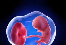 12. týden těhotenství: placenta přebírá funkci výživy 12-tyden-tehotenstvi