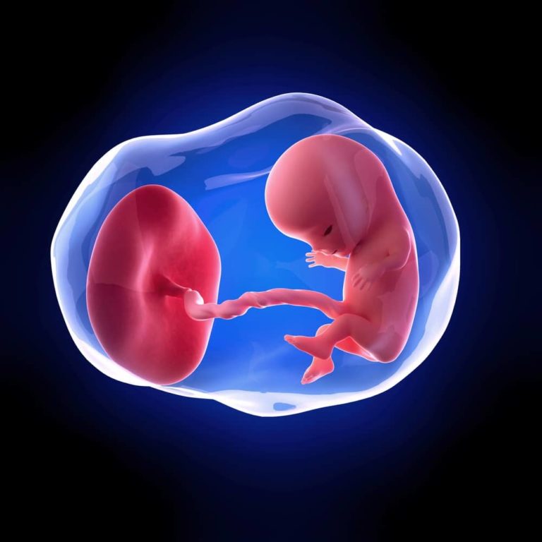 12. týden těhotenství: placenta přebírá funkci výživy