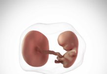 9. týden těhotenství: zárodek se stává plodem 9-tyden-tehotenstvi