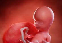 14. týden těhotenství: sekrece hormonů štítné žlázy 14-tyden-tehotenstvi