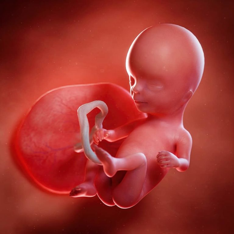14. týden těhotenství: sekrece hormonů štítné žlázy