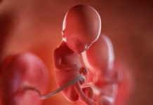 15. týden těhotenství: kosti tvrdnou a svaly zesilují 15-tt