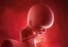 17. týden těhotenství: miminko nabírá tělesný tuk 17-tt