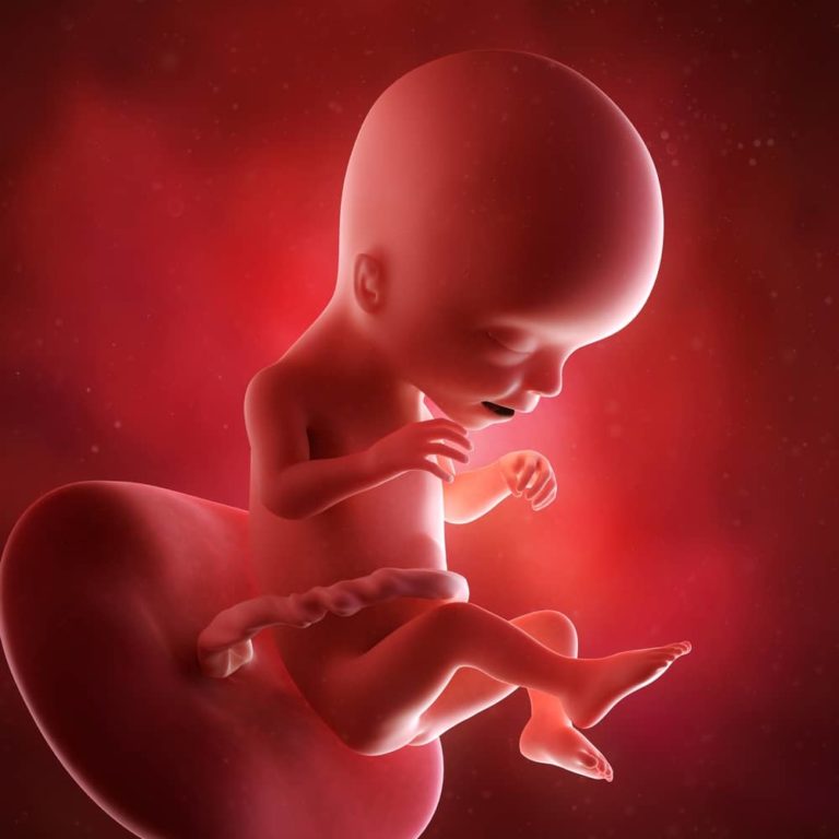 17. týden těhotenství: miminko nabírá tělesný tuk