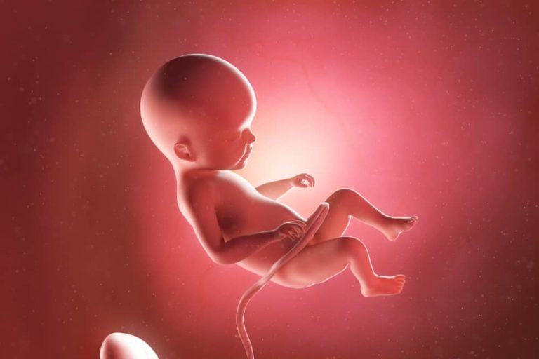 22. týden těhotenství: vyvíjí se hmat a potní žlázy