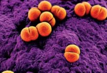 Meningokok se v počátcích jeví jako běžné nachlazení. Děti však může ohrozit na životě meningokok